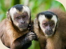 Brown Capuchin monkeys from South America